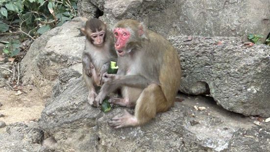 猴岛虽小，但可以近距离接触猴子🐒，给他们喂食，孩子非常开心