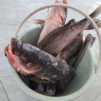 評論圖片 2