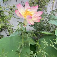 評論圖片 2