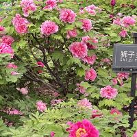 評論圖片 1