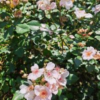 評論圖片 7