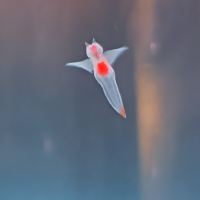評論圖片 5