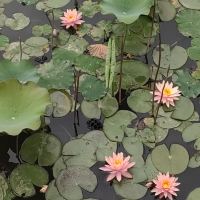 評論圖片 2