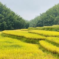 評論圖片 2