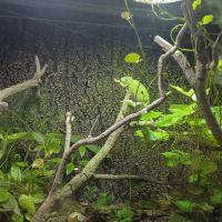 評論圖片 1