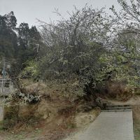 評論圖片 5