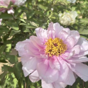 評論圖片 4
