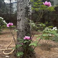 評論圖片 1
