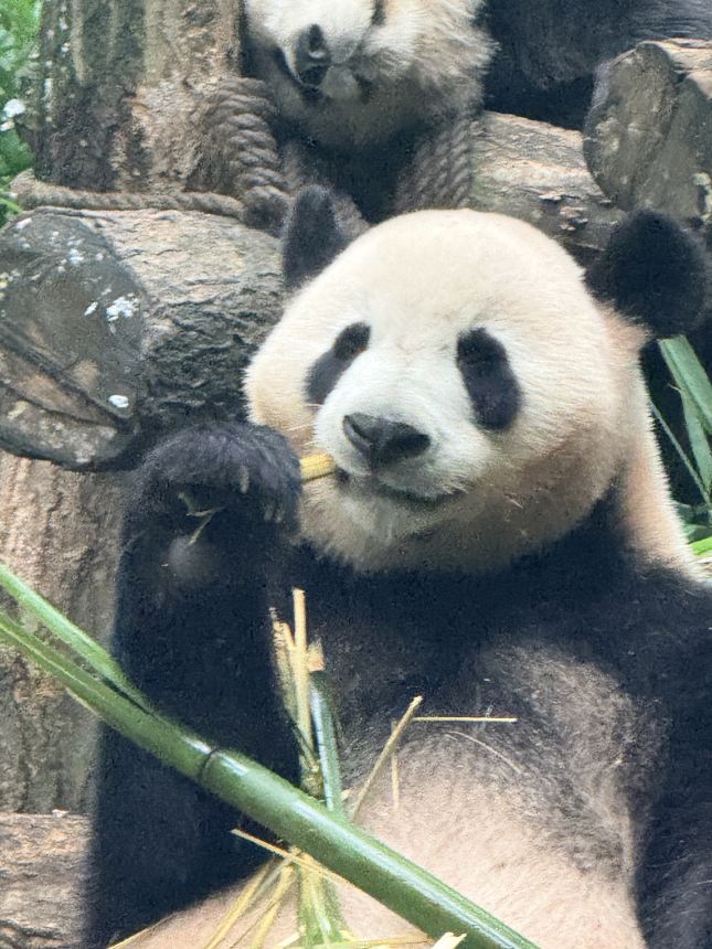 Panda Valley Tickets [2026] - Promos, Prices, Reviews & Opening