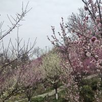 評論圖片 2