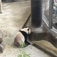 評論圖片 2