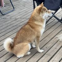 評論圖片 2