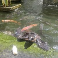 評論圖片 1