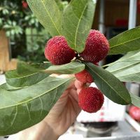 評論圖片 7