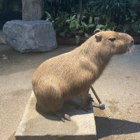 評論圖片 4