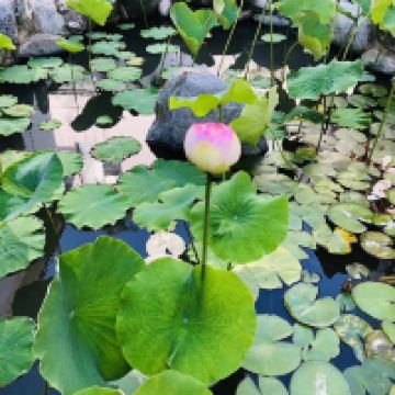 評論圖片 2