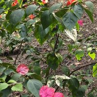 評論圖片 4