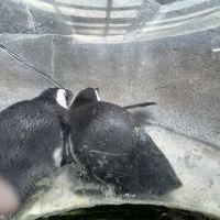 評論圖片 4