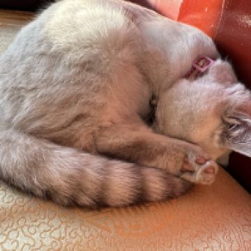 評論圖片 4