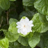 評論圖片 9