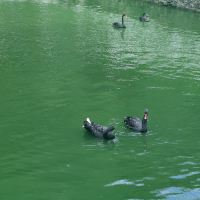 評論圖片 4
