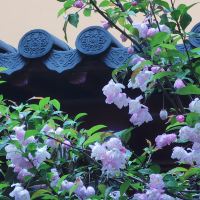 評論圖片 7