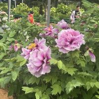 評論圖片 2