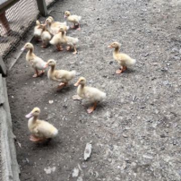 評論圖片 3