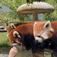 評論圖片 1