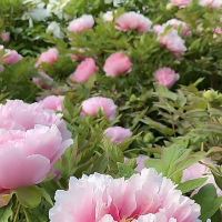 評論圖片 3