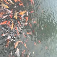 評論圖片 1