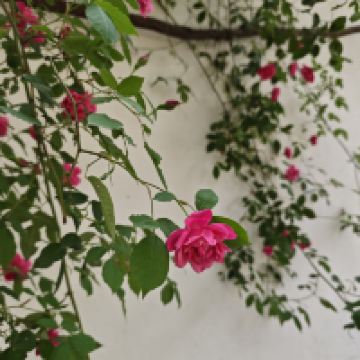 評論圖片 3