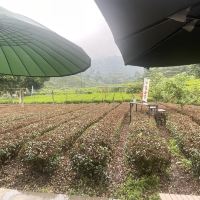 評論圖片 2