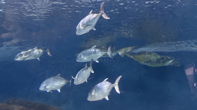 review picture
