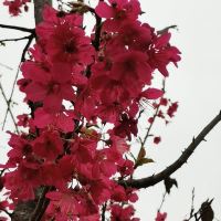 評論圖片 8