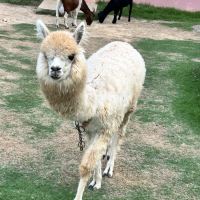 評論圖片 6