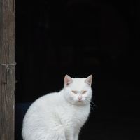評論圖片 4