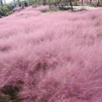 評論圖片 4