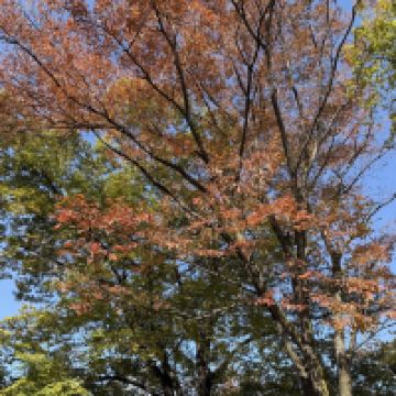 評論圖片 4