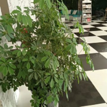 評論圖片 5