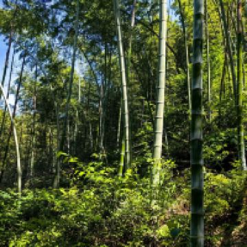 評論圖片 4