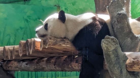 木柵動物園，平日走走還蠻舒服的，最喜歡熱帶雨林區，建築很有特