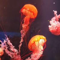 評論圖片 2