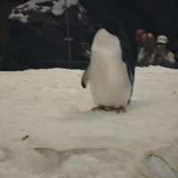 評論圖片 1