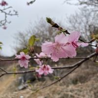 評論圖片 1