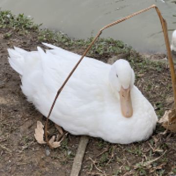 評論圖片 2