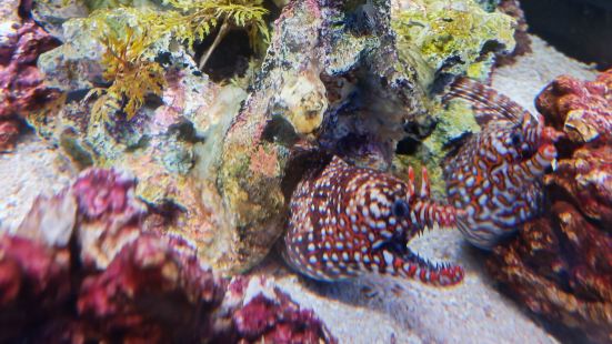 海洋公园面积不小，两个乐园，总体感觉海滨乐园很好玩，小动物比