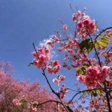 評論圖片 7