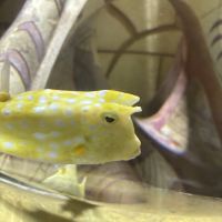 評論圖片 1