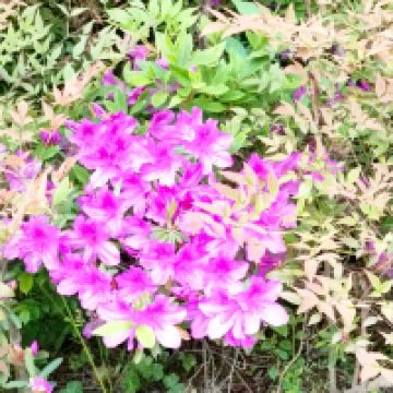 評論圖片 2